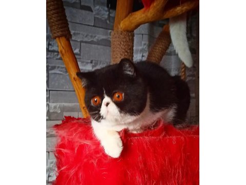 Cfa Şecereli Exotic Shorthair Dişi