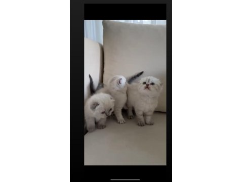 Lynx Point Safkan Scottish Fold Yavrularımız