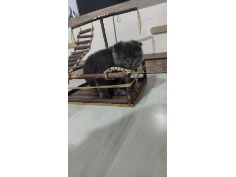 Scottish Fold Henüz 2 Aylık