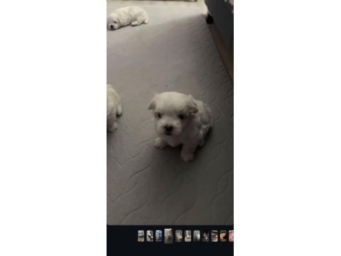 Maltese Terrier 0 Numara