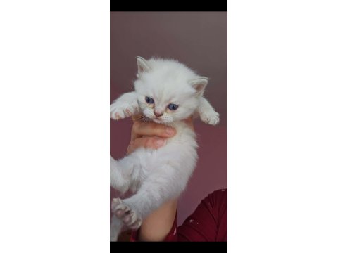 3 Dişi British Longhair