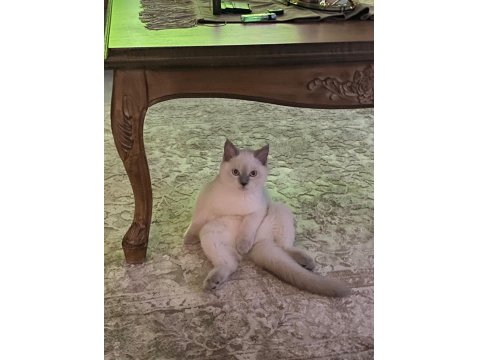 4 Aylık British Shorthair Bluepoint