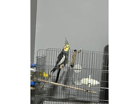 Yakışıklı 5 Aylık Eğitime Açık Sultan Papağanı