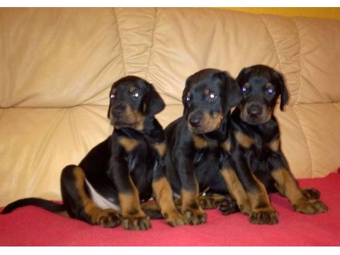 Doberman Köpeği Yavruları