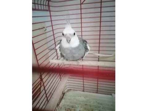 Genç Takım Sultan Papağanı