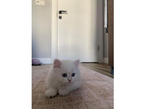 Kusursuz British Longhair 3 Aylık