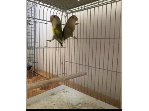 Sevda Papağanı Takımları