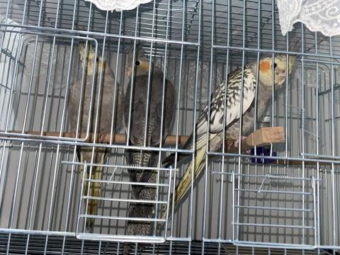 2 Aylık Sultan Papağanı