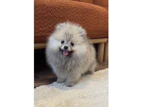 Gülen Yüz Üst Düzey Dişi Pomeranian