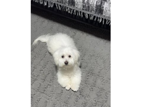Maltese Terrier 1.5 Yaşında