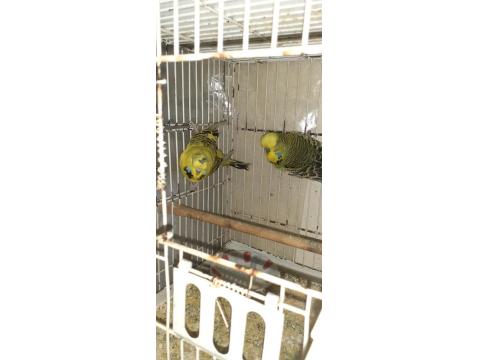 Hazır Teksas Gold Jumbo Çift Muhabbet Kuşu