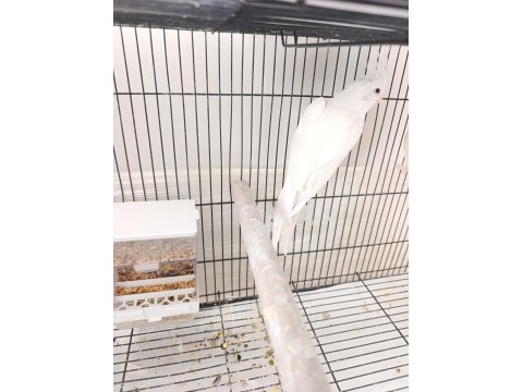 Dişi Albino Sultan Papağanı