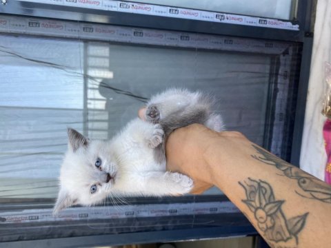 British Shorthair Bebekler