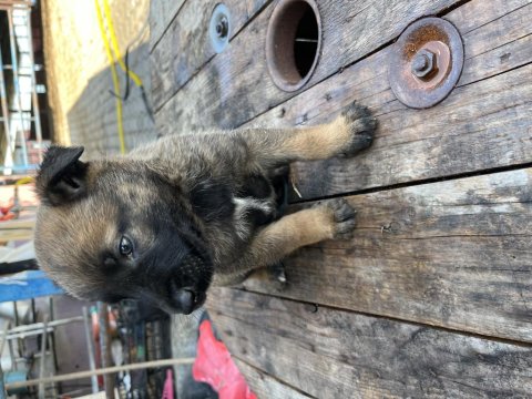 A++ Belgium Malinois Yavrularımız