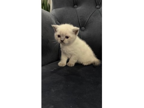 Yeni Yuvalarına Hazır Scottish Yavrular