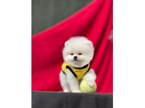 Ayı Surat Pomeranian Boo Yavru