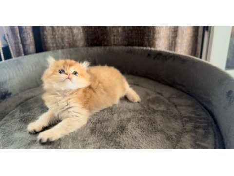 Show Kalite Ny11 Yavru Kediler