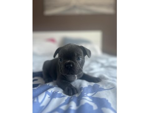 Blue French Bulldog