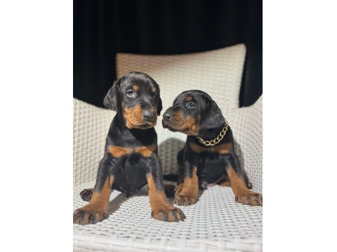 Safkan Doberman Irk Garantili Yavrular