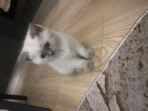 Saf Irk Blue Point Dişi Ve Erkek 50 Günlük Kediler