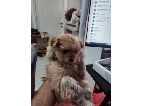 Rezerveye Açık 2 Dişi Köpeğimiz