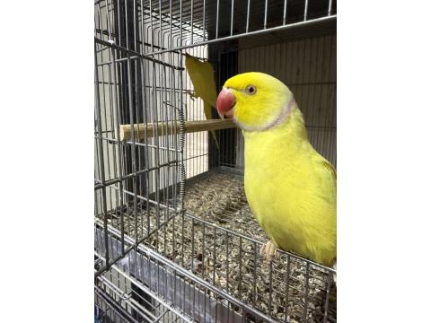 Mutasyon Pakistan Papağanı Takım