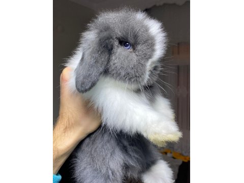 Safkan Hollanda Cüce Ve Mini Tavşanı Her Yere Gönderi