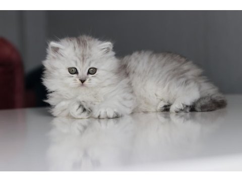 Full Şecereli Babadan Teslime Hazır British Longhair Dişi