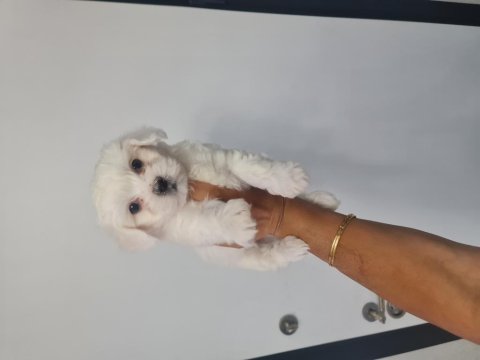 Lekesiz Maltese Terrier Minnak Köpeklerim