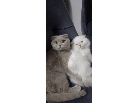 Scottish Fold Longhair Orjinal Safkan