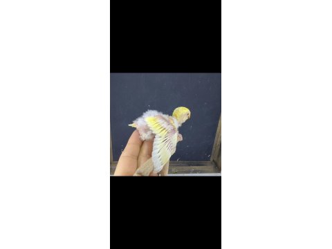 Elle Beslemeye Uygun Sevda Papağanı Yavrularımız
