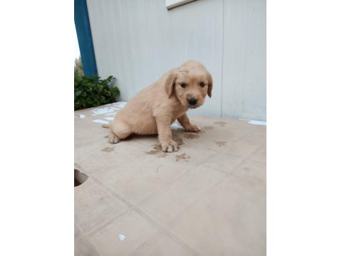 Safkan Golden Retriever Yavrularımız Sahiplendirilecektir