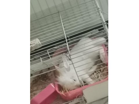 Hollanda Lop Tavşanı