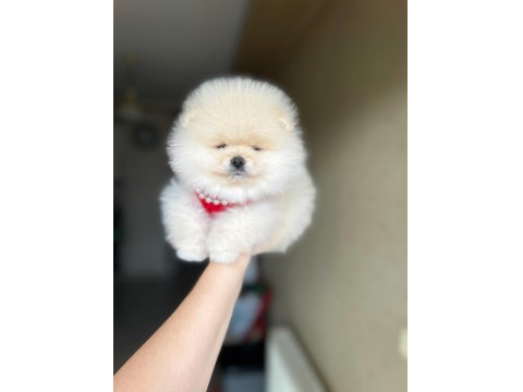 Tam Ayı Surat Pomeranian Boo