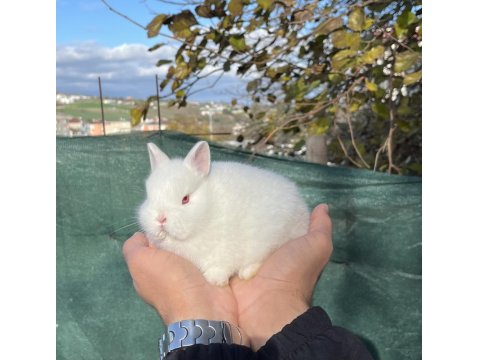 Orijinal Safkan Cüce Tavşanlar