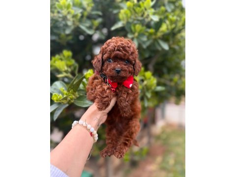 Mini Toy Poodle Yavrular