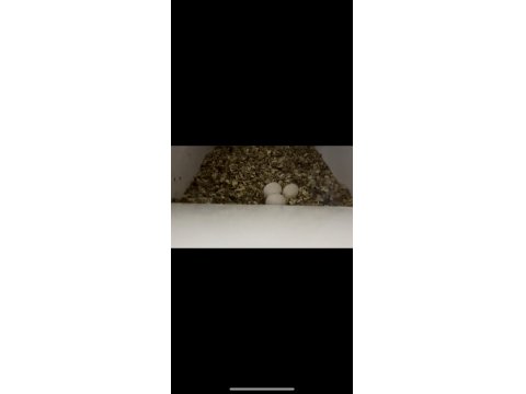 Satılık 2 Takım Çift Kırmızı Kuyruk Jako Papağanımız