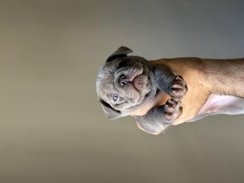 Yavru French Bulldog Köpekler