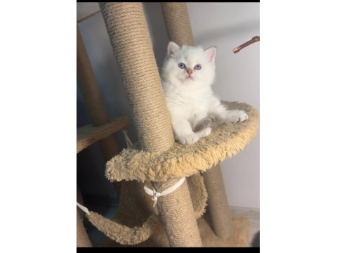 British Shorthair Point Şampiyon Bebekler