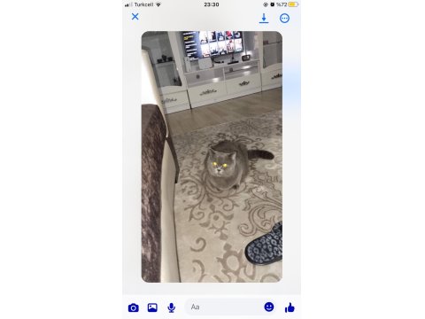 Acil Sahiplendirilecek British Shorthair