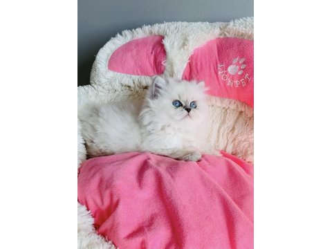 Özel Sevenlere Ns1133 British Longhair