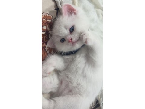 Beyaz British Longhair Yavru Erkek Kedisi