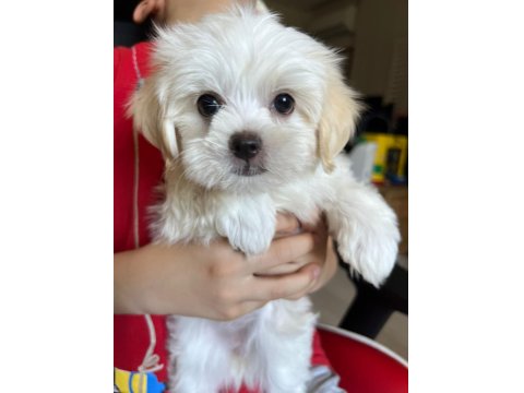 Sevimli Maltese Minikler