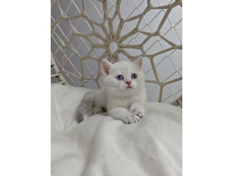 Yavru British Shorthair Kediler
