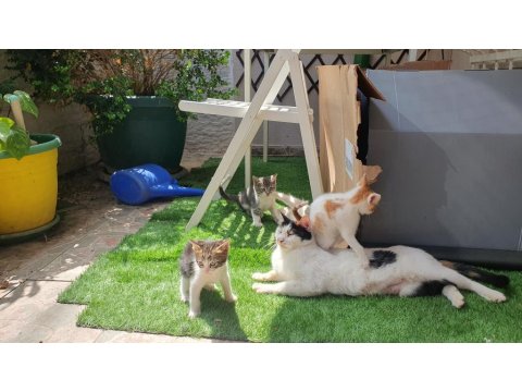 Van Kedisi Kırması 5 Tane Yavru Kedimiz