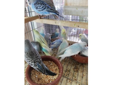 Yavru Muhabbet Kuşu Erkek