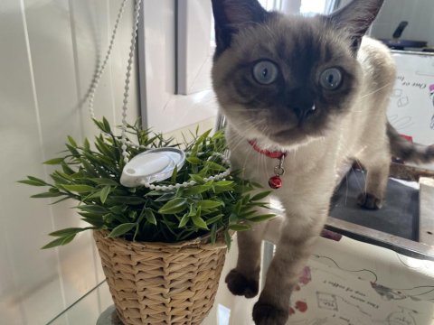 Blue Point Erkek 6 Aylık Kedimiz