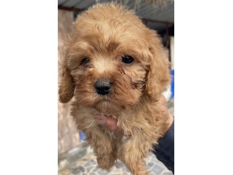 Bursa'nın En Sevimli Maltipoo Yavruları Doğdu