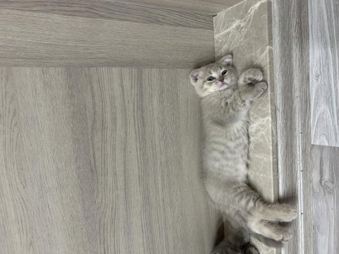 Birbirinden Tatlı Scottish Fold Yavrular