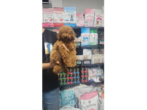 Poodle Erkek Yavrumuz Yeni Ailesini Beklemektedir